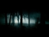 dark-woods-forest-image-31000